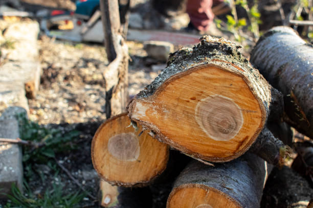 Best Root Management and Removal  in Point Pleasant Beach, NJ