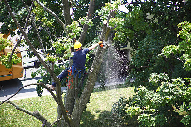 How Our Tree Care Process Works  in  Point Pleasant Beach, NJ