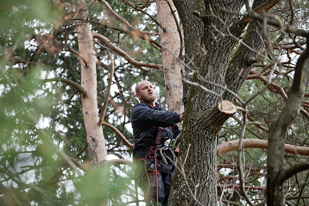 Trusted Point Pleasant Beach, NJ Tree Care Experts